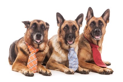 chiens a cravate