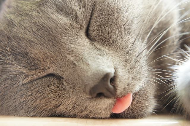 British Shorthair qui dort