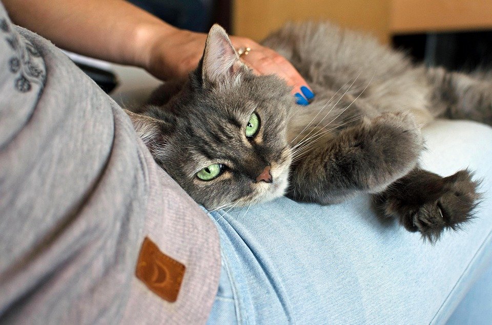 chat
