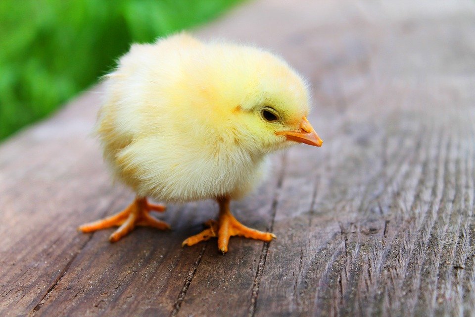 soigner son animal au naturel