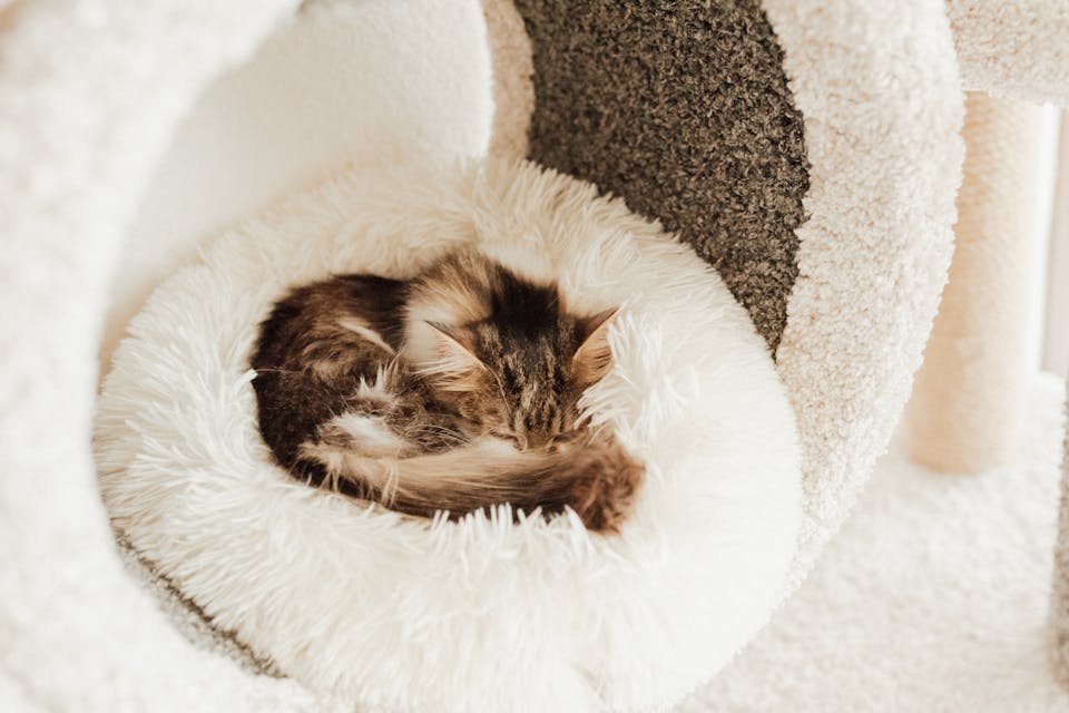 solutions bluetooth pour chats 2