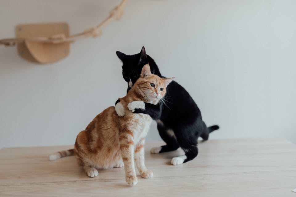 solutions bluetooth pour chats 3
